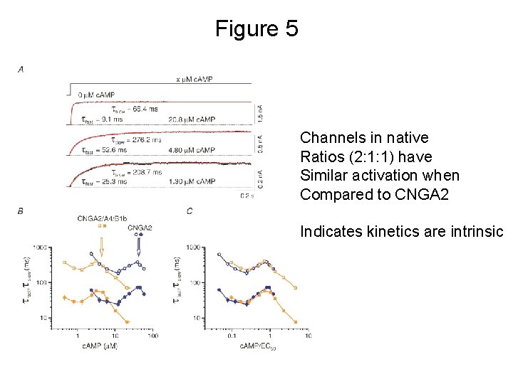 Figure 5 Channels in native Ratios (2: 1: 1) have Similar activation when Compared
