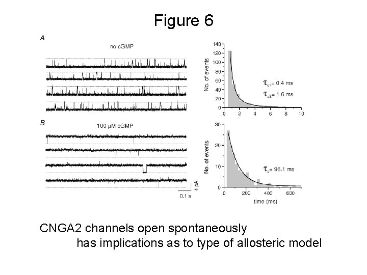 Figure 6 CNGA 2 channels open spontaneously has implications as to type of allosteric