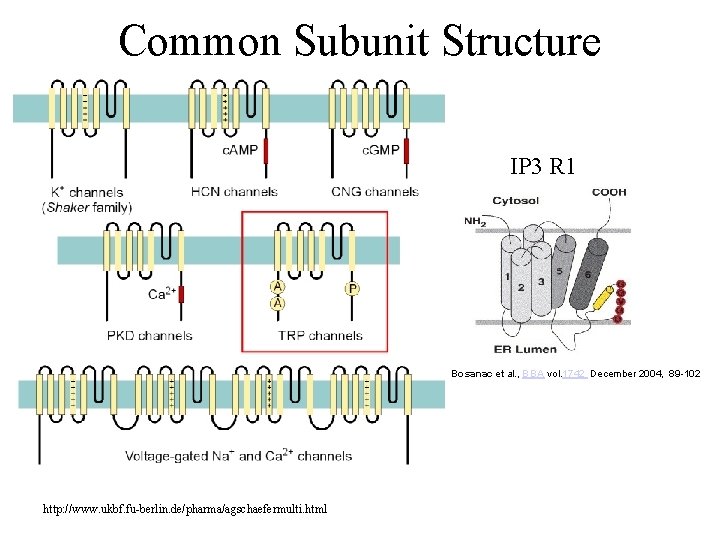 Common Subunit Structure IP 3 R 1 Bosanac et al. , BBA vol. 1742