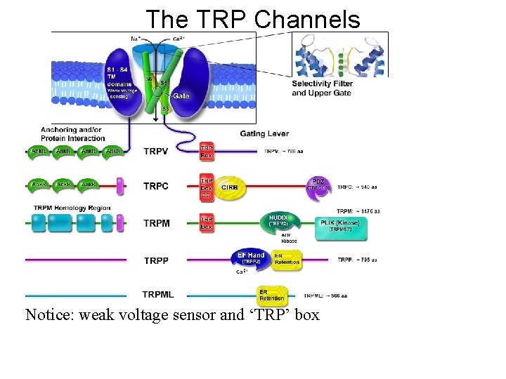 The TRP Channels Notice: weak voltage sensor and ‘TRP’ box 