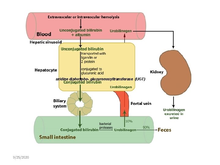 uridine diphospho- glucuronosyltransferase (UGT) 9/25/2020 