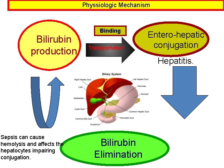 Physsiologic Mechanism Bilirubin production Sepsis can cause hemolysis and affects the hepatocytes impairing conjugation.