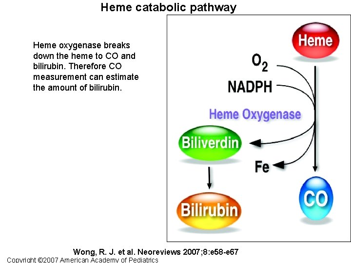Heme catabolic pathway Heme oxygenase breaks down the heme to CO and bilirubin. Therefore