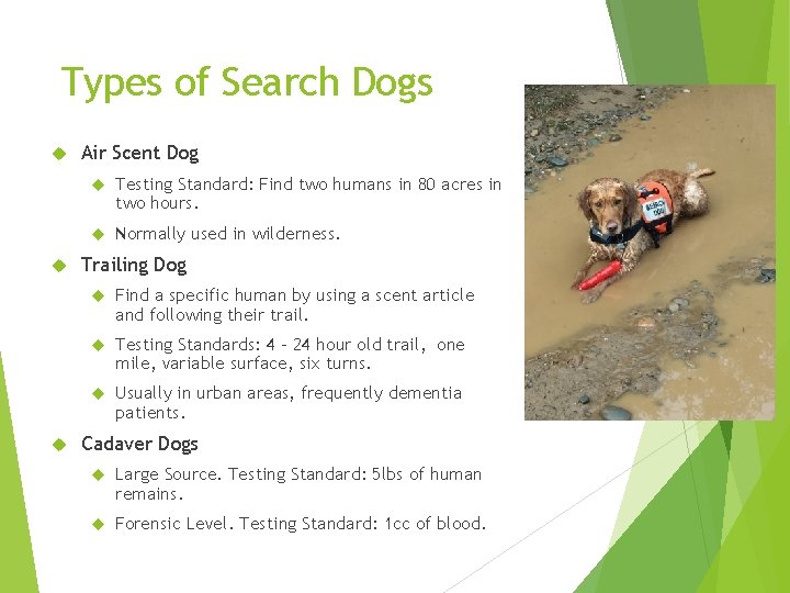Types of Search Dogs Air Scent Dog Testing Standard: Find two humans in 80