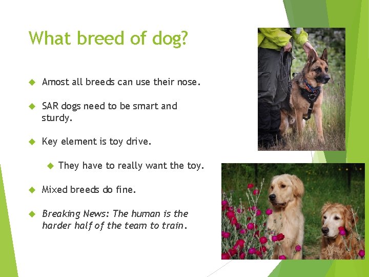 What breed of dog? Amost all breeds can use their nose. SAR dogs need