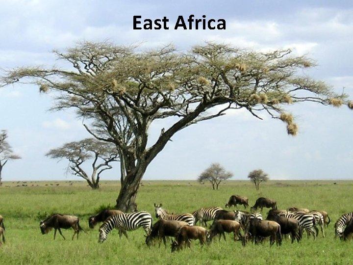 East Africa 