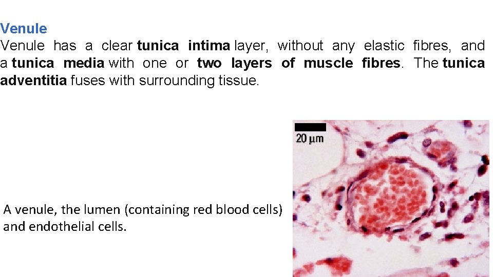 Venule has a clear tunica intima layer, without any elastic fibres, and a tunica