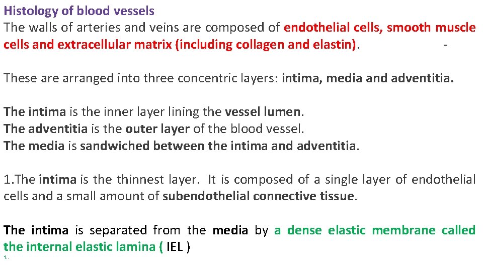 Histology of blood vessels The walls of arteries and veins are composed of endothelial