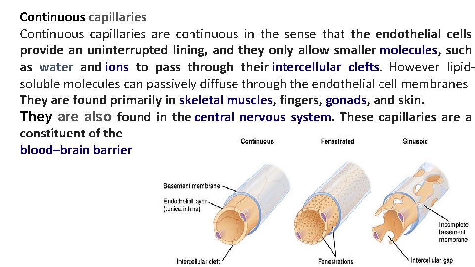 Continuous capillaries are continuous in the sense that the endothelial cells provide an uninterrupted