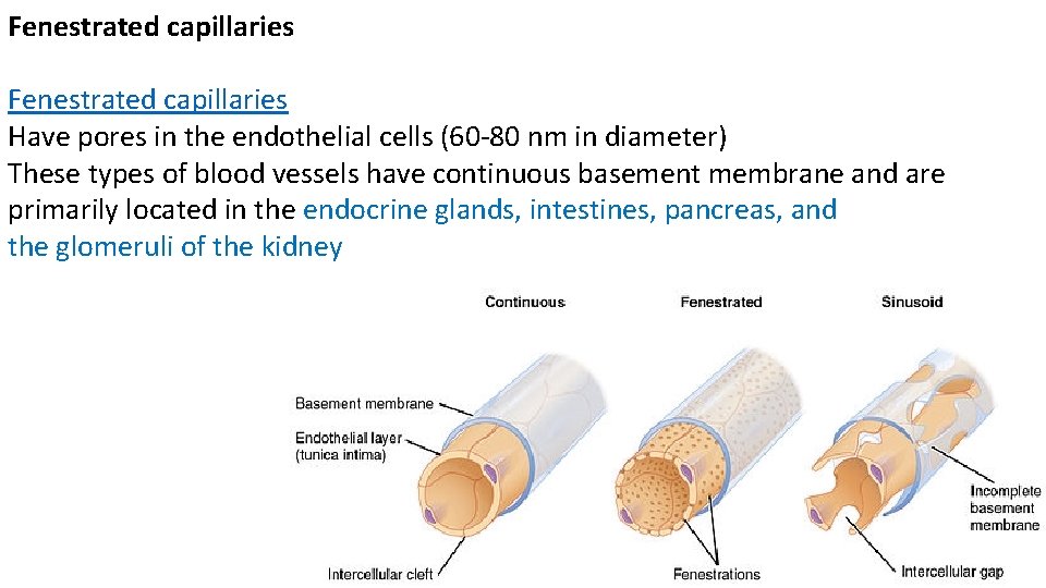 Fenestrated capillaries Have pores in the endothelial cells (60 -80 nm in diameter) These
