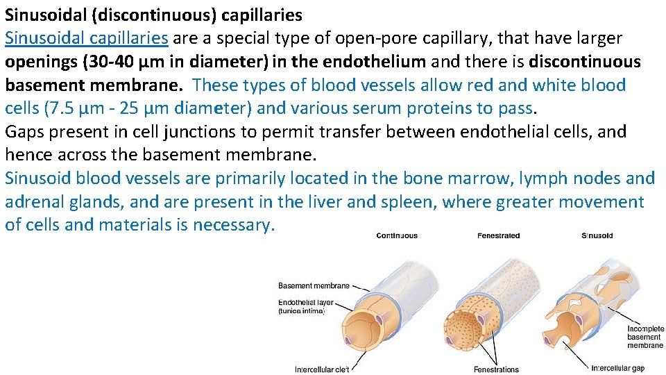 Sinusoidal (discontinuous) capillaries Sinusoidal capillaries are a special type of open-pore capillary, that have