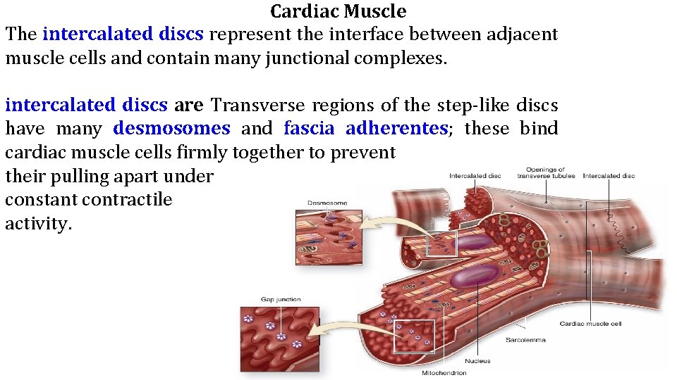 Cardiac Muscle The intercalated discs represent the interface between adjacent muscle cells and contain