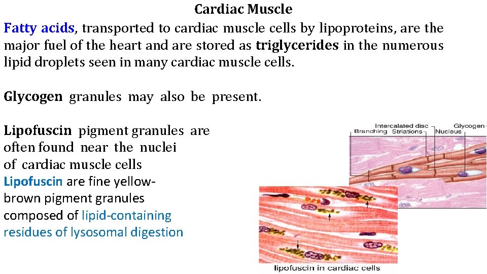 Cardiac Muscle Fatty acids, transported to cardiac muscle cells by lipoproteins, are the major