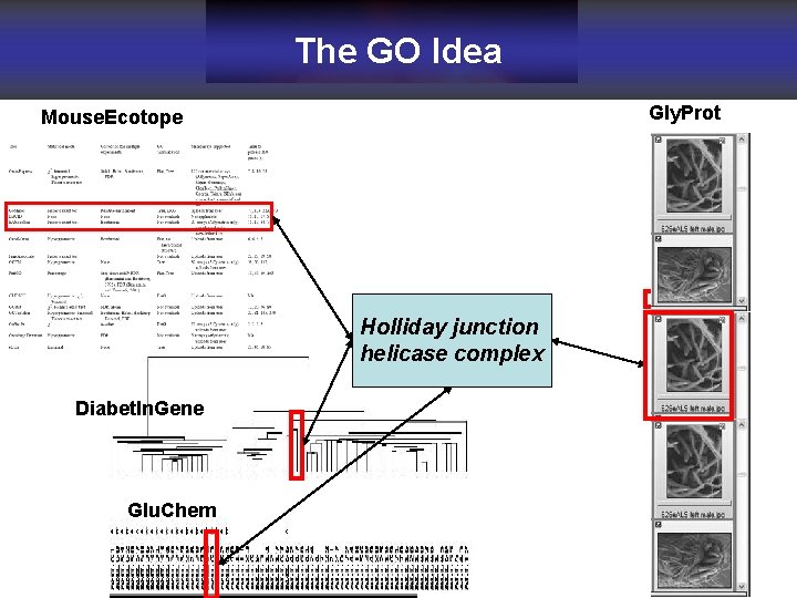 The GO Idea Gly. Prot Mouse. Ecotope Holliday junction helicase complex Diabet. In. Gene