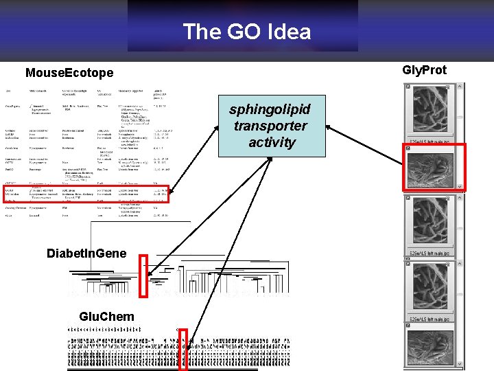 The GO Idea Gly. Prot Mouse. Ecotope sphingolipid transporter activity Diabet. In. Gene Glu.