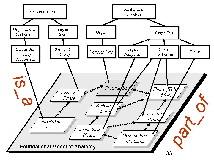 Anatomical Structure Organ Serous Sac Cavity Subdivision Serous Sac Cavity Serous Sac Organ Component