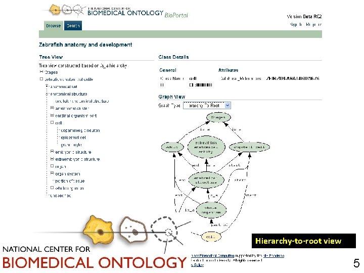 Hierarchy-to-root view 5 