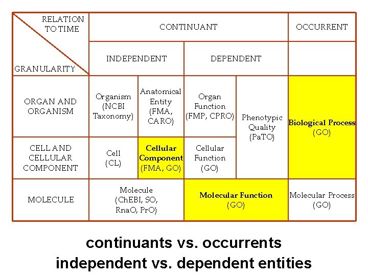 RELATION TO TIME GRANULARITY CONTINUANT INDEPENDENT ORGAN AND ORGANISM Organism (NCBI Taxonomy) CELL AND