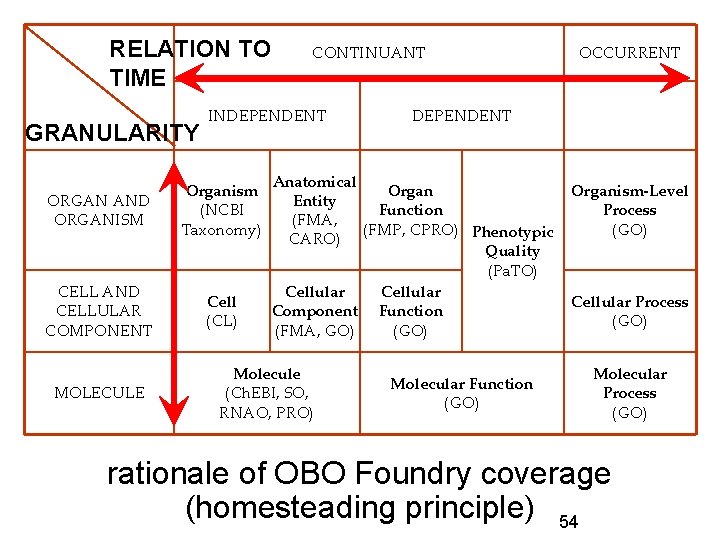 RELATION TO TIME GRANULARITY INDEPENDENT ORGAN AND ORGANISM Organism (NCBI Taxonomy) CELL AND CELLULAR