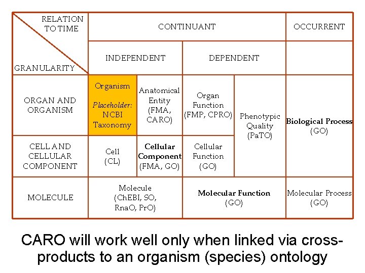RELATION TO TIME GRANULARITY CONTINUANT INDEPENDENT OCCURRENT DEPENDENT Organism ORGAN AND ORGANISM CELL AND