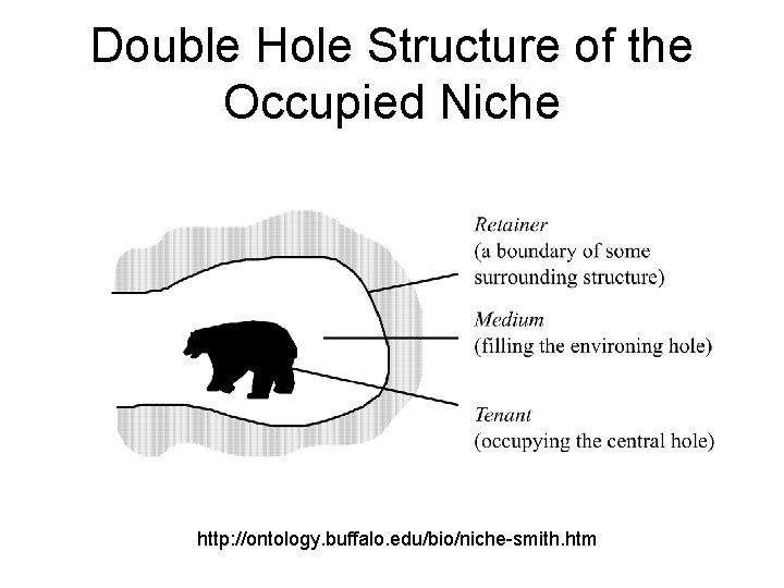 Double Hole Structure of the Occupied Niche http: //ontology. buffalo. edu/bio/niche-smith. htm 