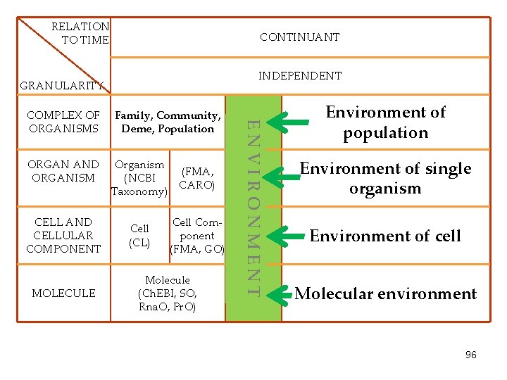 RELATION TO TIME CONTINUANT INDEPENDENT GRANULARITY ORGAN AND ORGANISM CELL AND CELLULAR COMPONENT MOLECULE