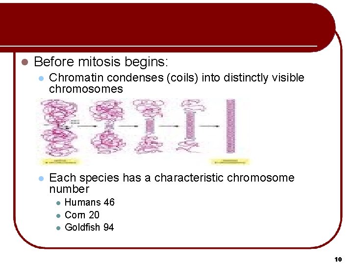 l Before mitosis begins: l Chromatin condenses (coils) into distinctly visible chromosomes l Each l Before mitosis begins: l Chromatin condenses (coils) into distinctly visible chromosomes l Each