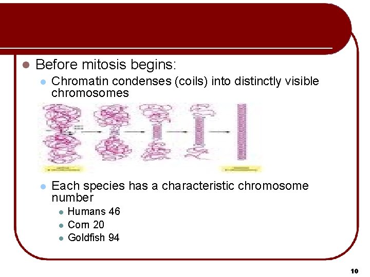 l Before mitosis begins: l Chromatin condenses (coils) into distinctly visible chromosomes l Each