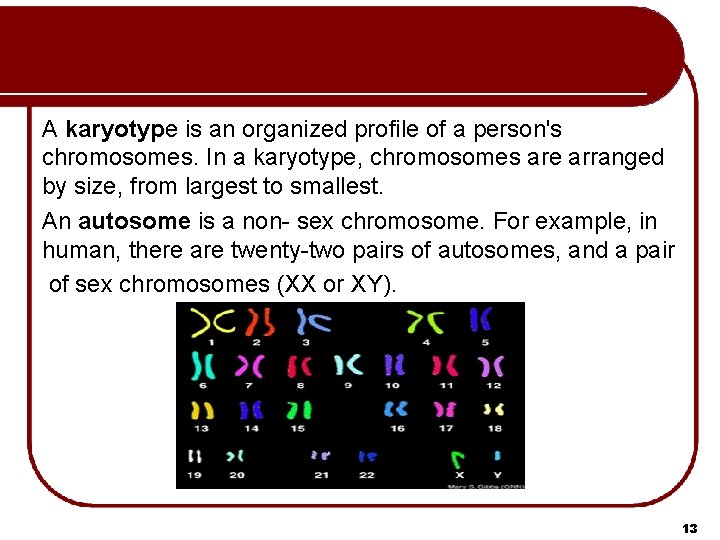 A karyotype is an organized profile of a person's chromosomes. In a karyotype, chromosomes