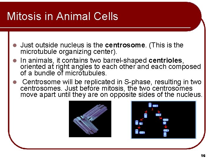Mitosis in Animal Cells Just outside nucleus is the centrosome. (This is the microtubule Mitosis in Animal Cells Just outside nucleus is the centrosome. (This is the microtubule