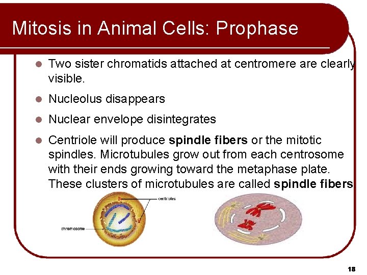 Mitosis in Animal Cells: Prophase l Two sister chromatids attached at centromere are clearly