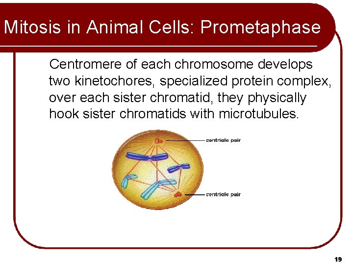 Mitosis in Animal Cells: Prometaphase Centromere of each chromosome develops two kinetochores, specialized protein