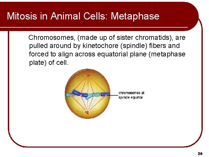 Mitosis in Animal Cells: Metaphase Chromosomes, (made up of sister chromatids), are pulled around