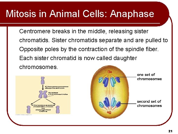 Mitosis in Animal Cells: Anaphase Centromere breaks in the middle, releasing sister chromatids. Sister