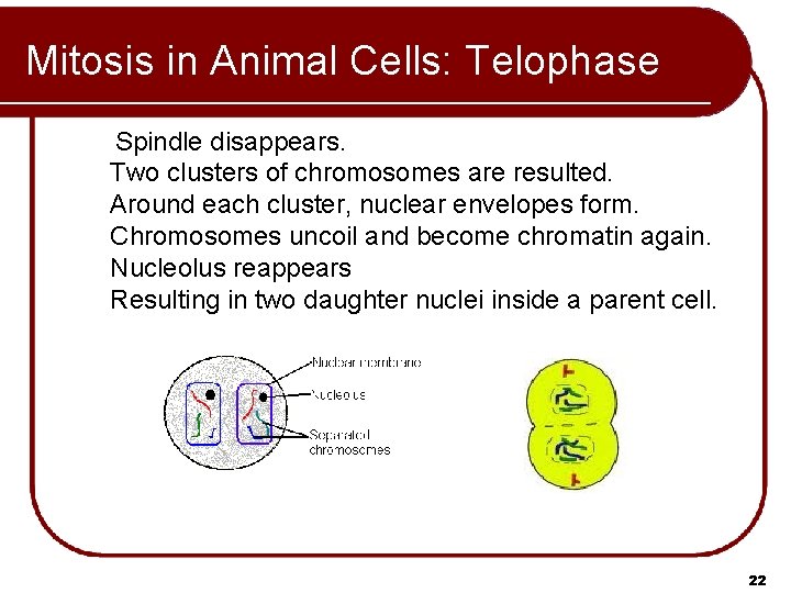 Mitosis in Animal Cells: Telophase Spindle disappears. Two clusters of chromosomes are resulted. Around