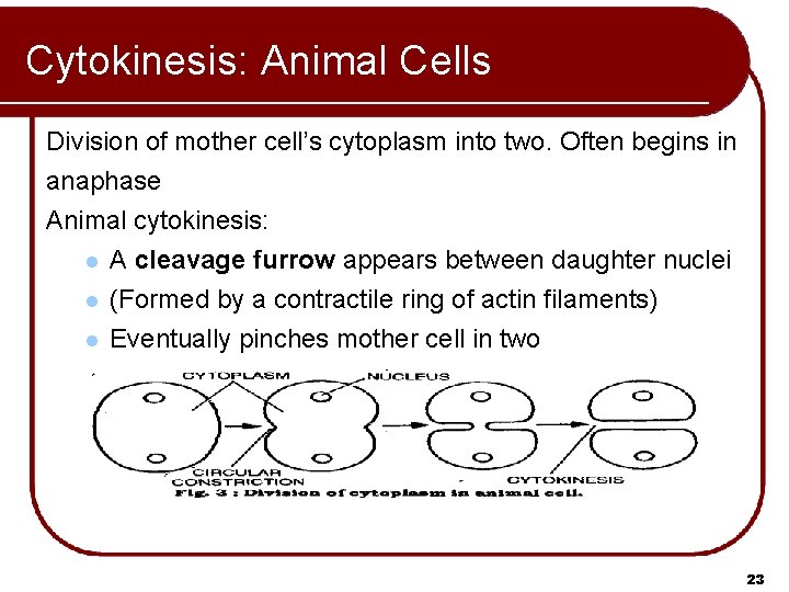 Cytokinesis: Animal Cells Division of mother cell’s cytoplasm into two. Often begins in anaphase