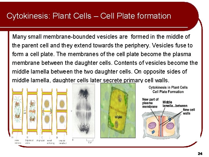 Cytokinesis: Plant Cells – Cell Plate formation Many small membrane-bounded vesicles are formed in