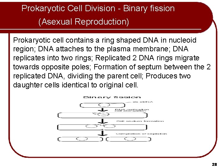 Prokaryotic Cell Division - Binary fission (Asexual Reproduction) Prokaryotic cell contains a ring shaped