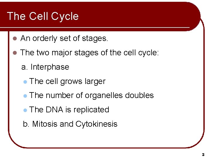 The Cell Cycle l An orderly set of stages. l The two major stages