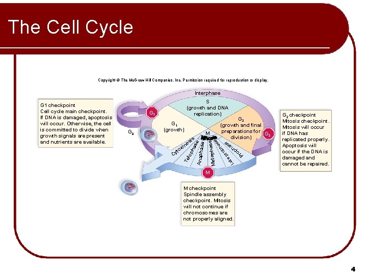 The Cell Cycle Copyright © The Mc. Graw-Hill Companies, Inc. Permission required for reproduction