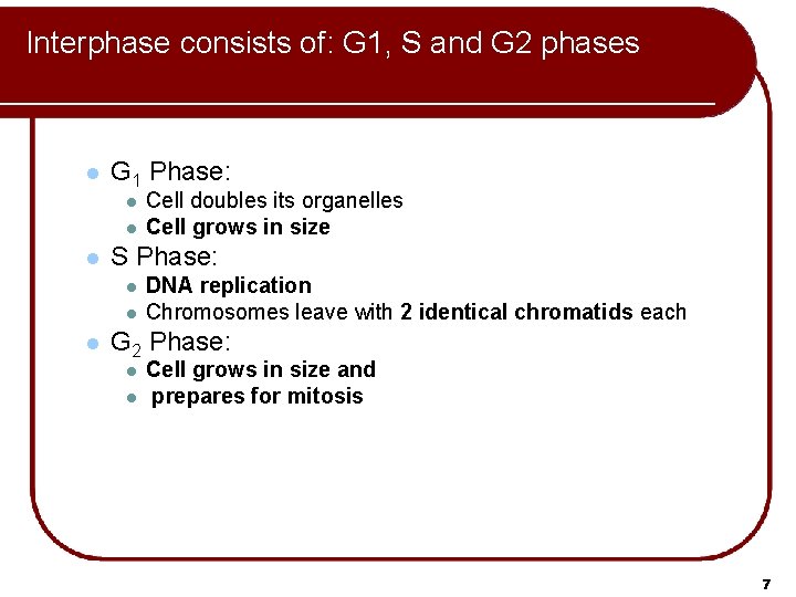 Interphase consists of: G 1, S and G 2 phases l G 1 Phase: