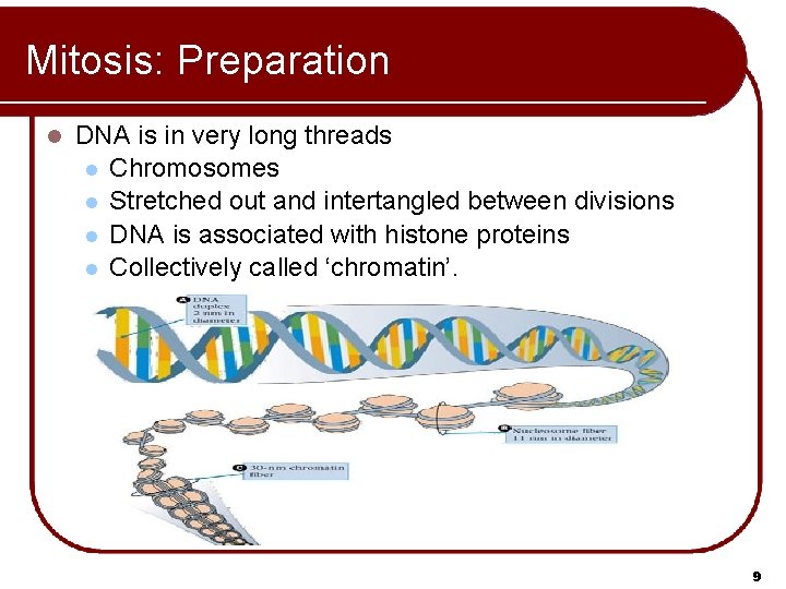 Mitosis: Preparation l DNA is in very long threads l Chromosomes l Stretched out Mitosis: Preparation l DNA is in very long threads l Chromosomes l Stretched out