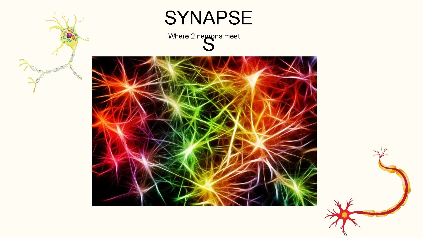 SYNAPSE S Where 2 neurons meet 