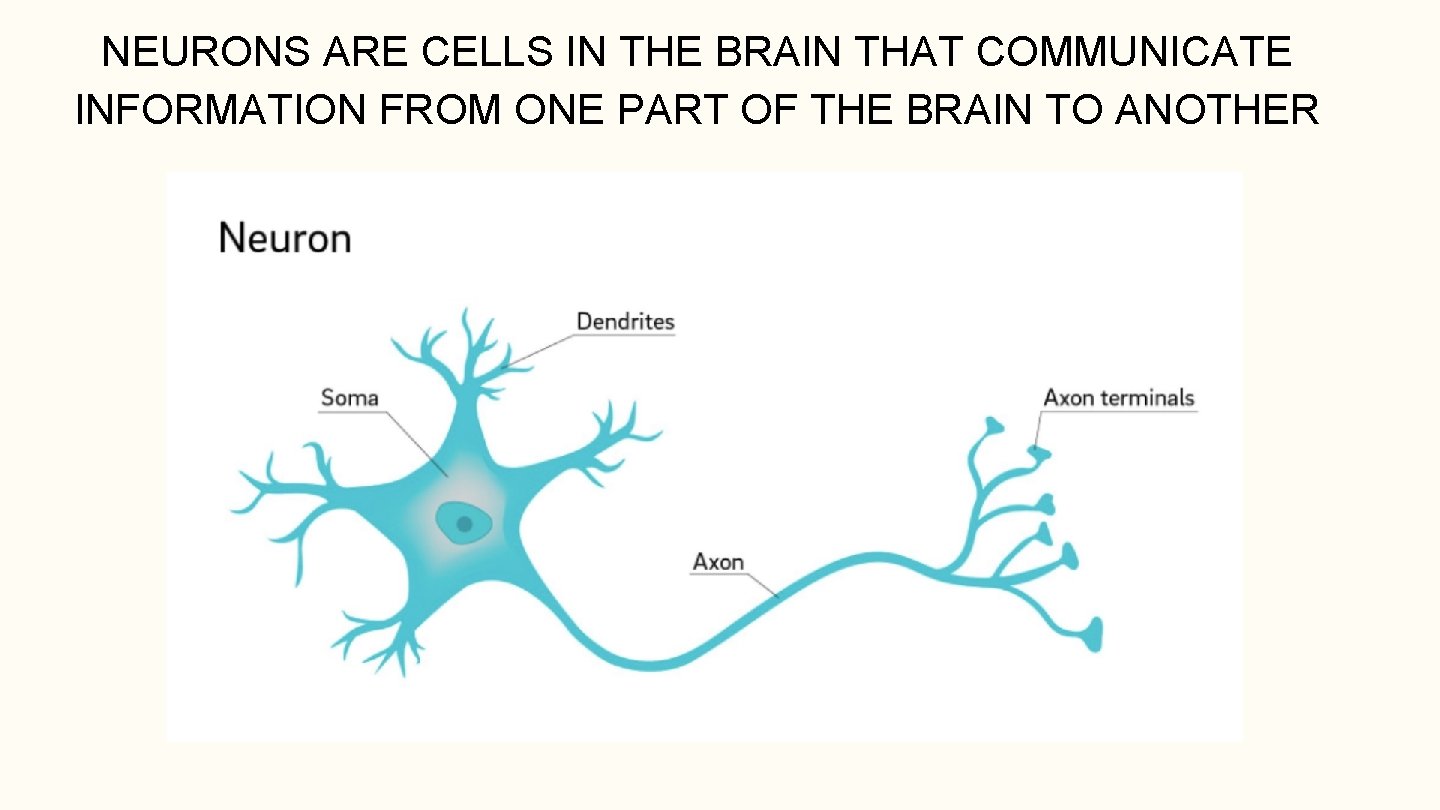 NEURONS ARE CELLS IN THE BRAIN THAT COMMUNICATE INFORMATION FROM ONE PART OF THE