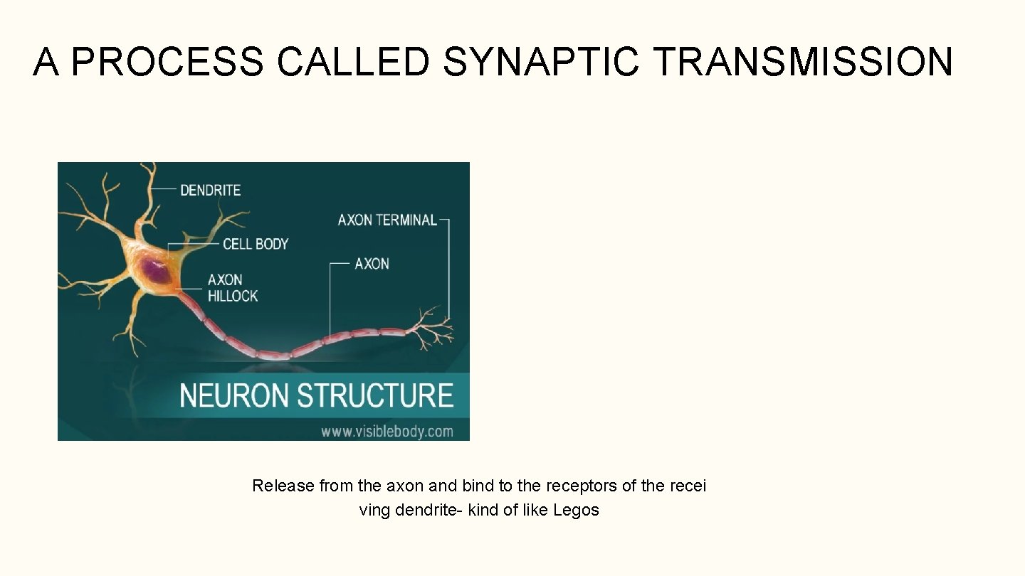 A PROCESS CALLED SYNAPTIC TRANSMISSION Release from the axon and bind to the receptors
