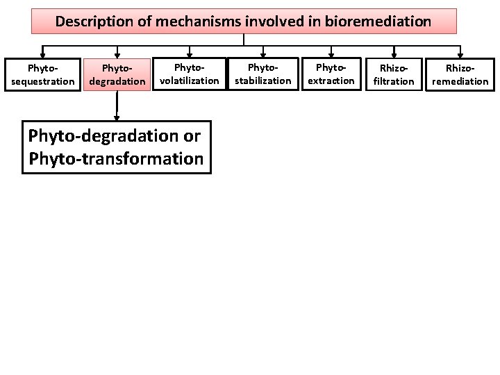 Description of mechanisms involved in bioremediation Phytosequestration Phytodegradation Phytovolatilization Phyto-degradation or Phyto-transformation Phytostabilization Phytoextraction