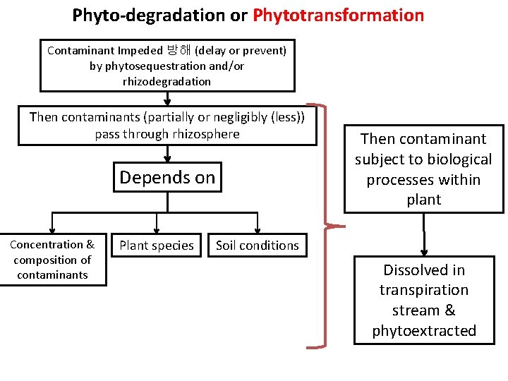 Phyto-degradation or Phytotransformation Contaminant Impeded 방해 (delay or prevent) by phytosequestration and/or rhizodegradation Then