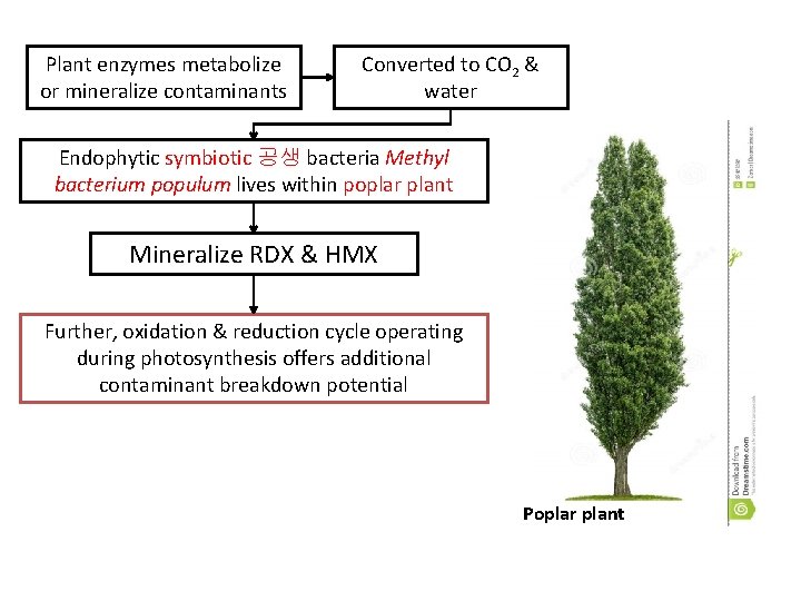 Plant enzymes metabolize or mineralize contaminants Converted to CO 2 & water Endophytic symbiotic