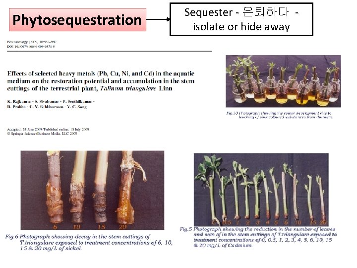 Phytosequestration Sequester - 은퇴하다 - isolate or hide away 