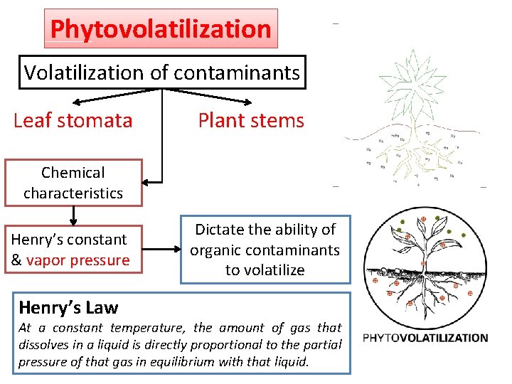 Phytovolatilization Volatilization of contaminants Leaf stomata Plant stems Chemical characteristics Henry’s constant & vapor